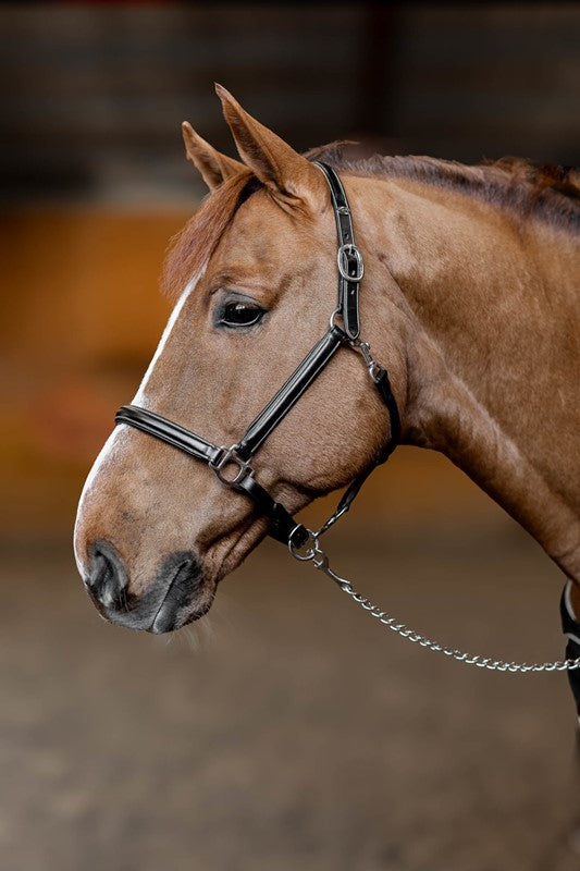 HFI licol little groom