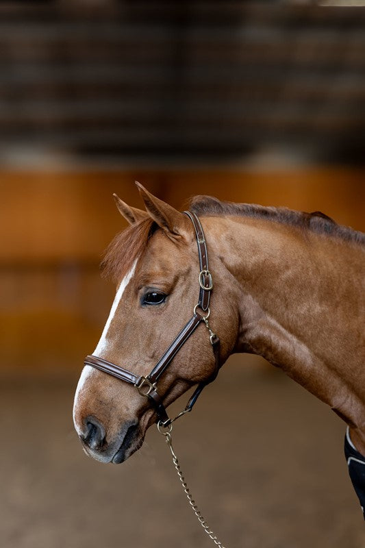 HFI licol little groom