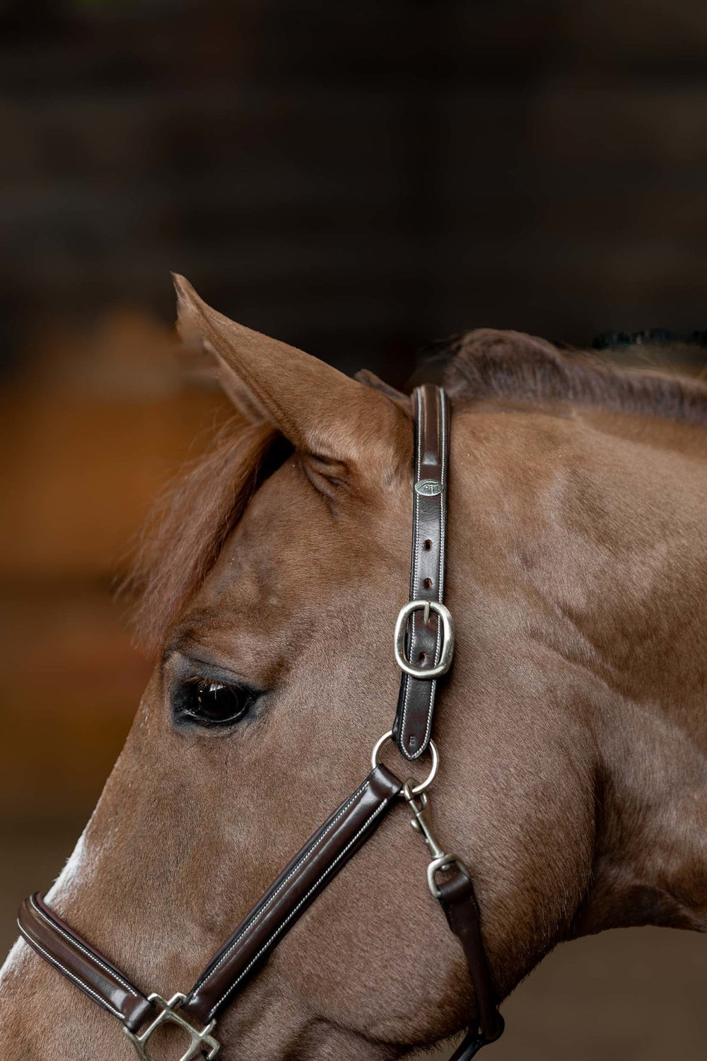 HFI licol little groom