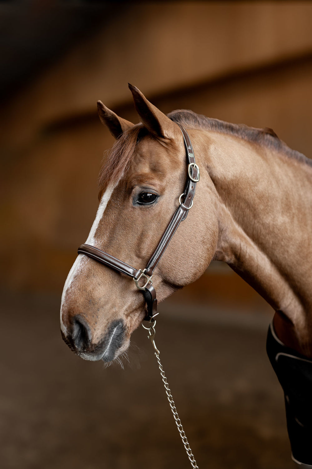 HFI licol little groom