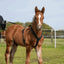 Herm. Sprenger foal harness